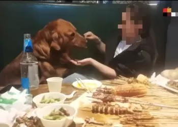 精华									
大连一烧烤店内女子用铁签给狗撸串，还让它坐在卡座上……停业整顿！
New