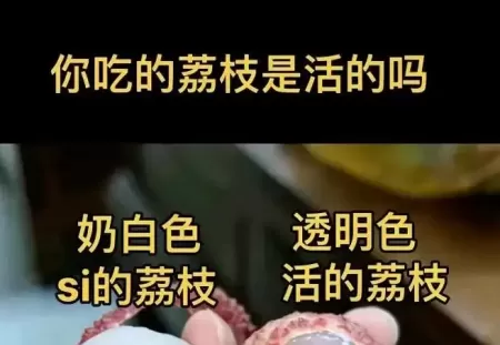 果肉呈乳白色的是“死荔枝”？真相来了
New