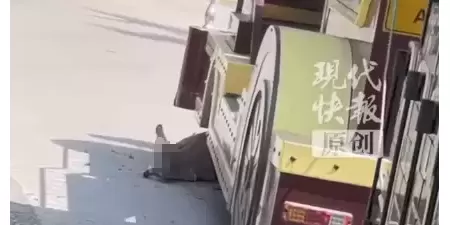 广州长隆一观光小火车轧到袋鼠，袋鼠尾巴动弹不得
New