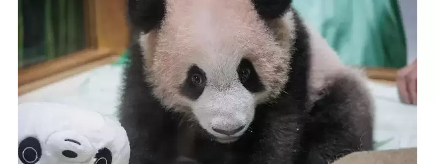 印尼出生大熊猫幼崽“里奥”状况良好 各项发育指标稳定
New