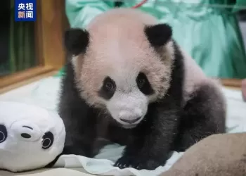 印尼出生大熊猫幼崽“里奥”状况良好 各项发育指标稳定
New