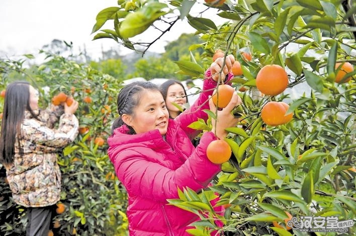 甜城味·大千故里优质农产品”区域公用品牌建设纪实-4.jpg