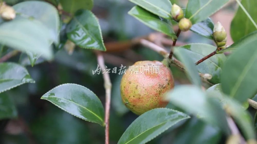 重要预告：霸屏超20分钟！今晚8点，内江将亮相央视-9.jpg