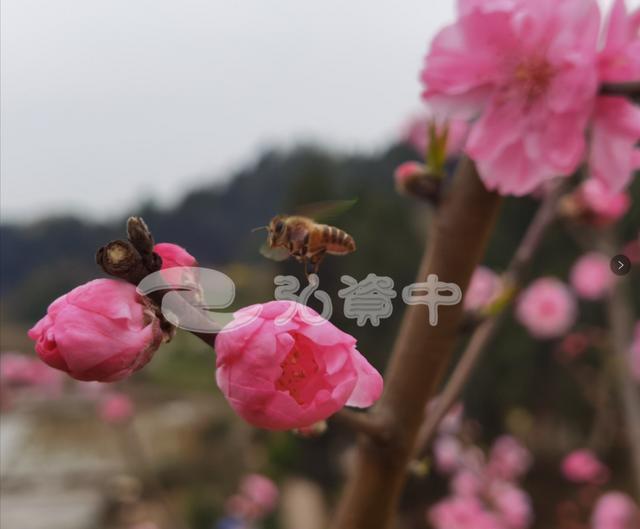 玩转内江丨资中各大赏花打卡点来了，总有一款你..-10.jpeg
