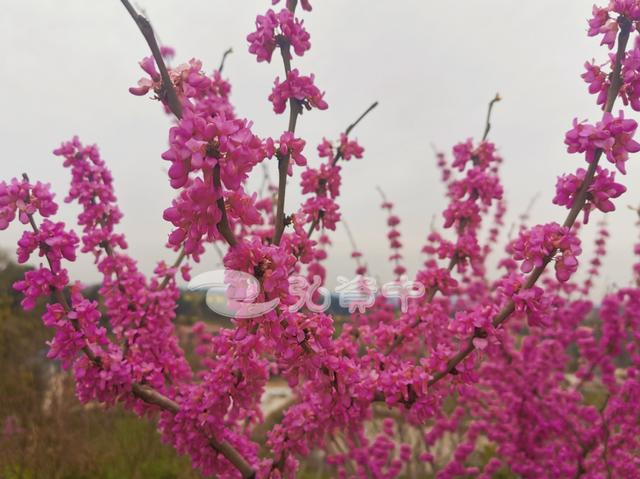 玩转内江丨资中各大赏花打卡点来了，总有一款你..-12.jpeg