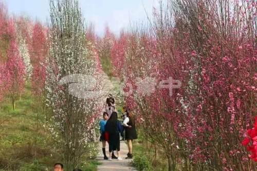 玩转内江丨资中各大赏花打卡点来了，总有一款你..-26.jpeg
