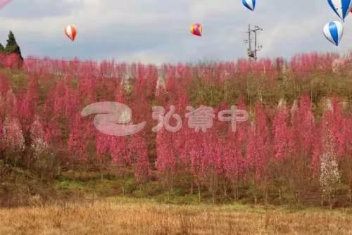 玩转内江丨资中各大赏花打卡点来了，总有一款你..-28.jpeg