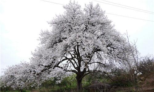 玩转内江 | 阳春三月 踏青赏花好时节-1.jpeg
