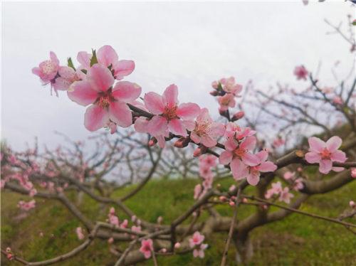玩转内江 | 阳春三月 踏青赏花好时节-5.jpeg