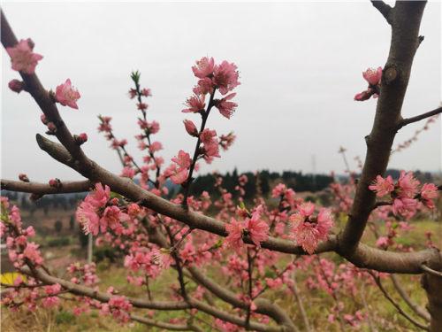 玩转内江 | 阳春三月 踏青赏花好时节-6.jpeg