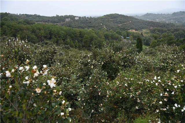 宛如仙境！内江隆昌市石燕桥镇净土村7000余亩油茶花盛放-2.jpg