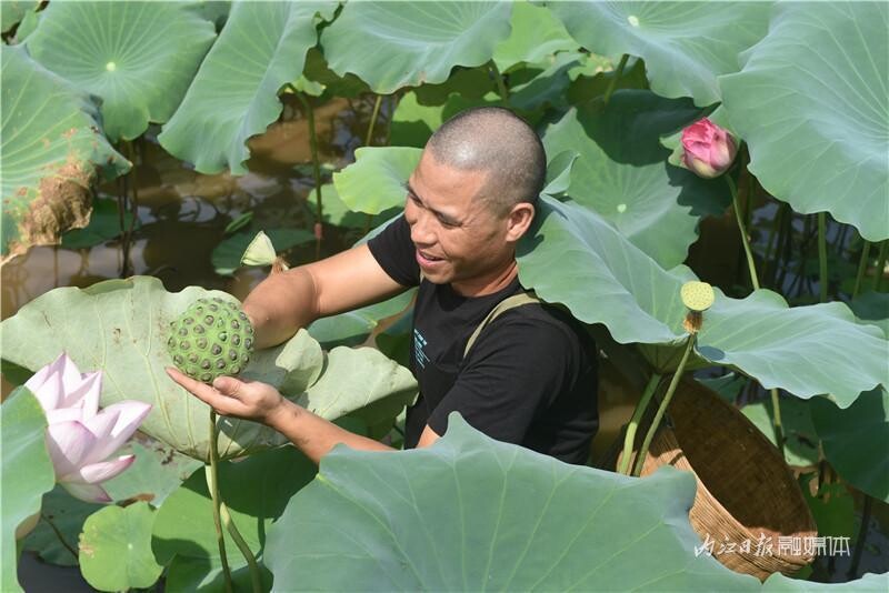 内自同城 | 内江杨岭村：处暑，采莲啦！-1.jpeg