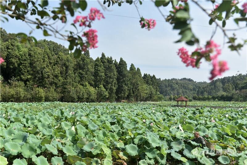 内自同城 | 内江杨岭村：处暑，采莲啦！-7.jpeg