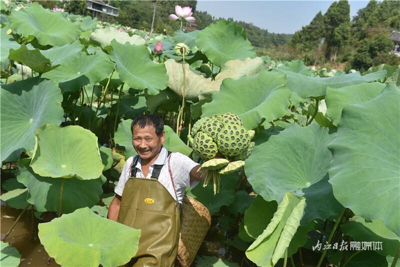 内自同城 | 内江杨岭村：处暑，采莲啦！-2.jpg