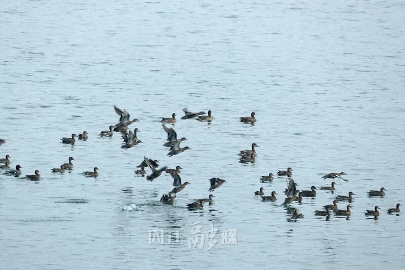 内江：生态修复见成效 珍稀鸟类频现身-1.jpg