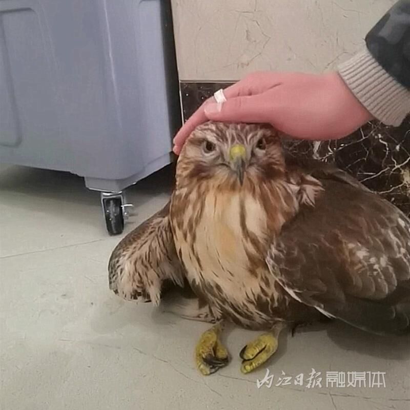 “鼠辈休走！”内江这只“雄鹰”捕鼠心切撞上玻璃直接晕菜-1.jpg