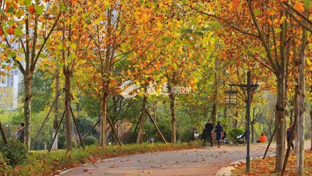威远“梧桐大道”，绵延三公里的耀目金黄，每一步都美哭了！-4.jpg