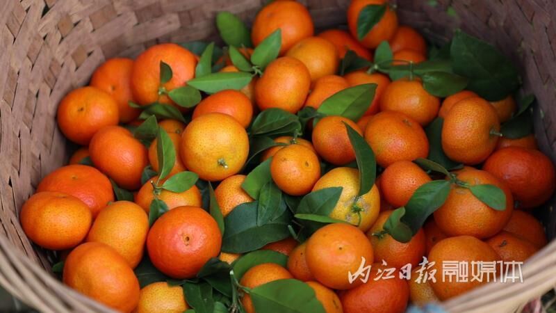 东兴区天赐村：砂糖橘吸引外地客商进村收购-4.jpg