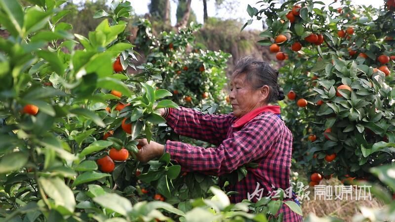东兴区天赐村：砂糖橘吸引外地客商进村收购-1.jpg