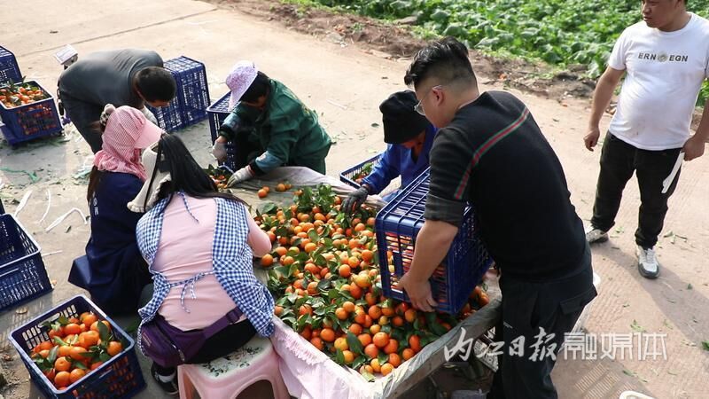 东兴区天赐村：砂糖橘吸引外地客商进村收购-2.jpg