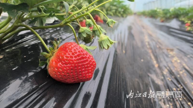 开启“莓”好时光！东兴区红坝村的草莓抢鲜上市-3.jpg