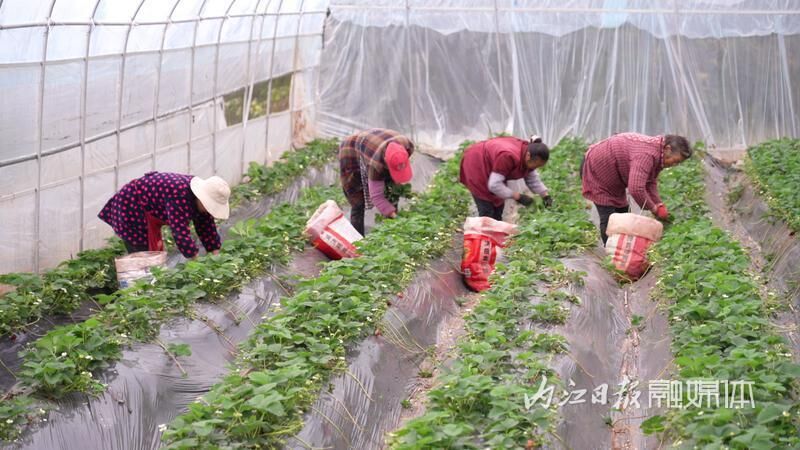 开启“莓”好时光！东兴区红坝村的草莓抢鲜上市-2.jpg