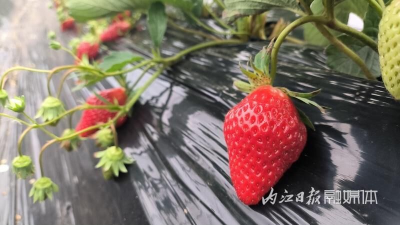 开启“莓”好时光！东兴区红坝村的草莓抢鲜上市-4.jpg