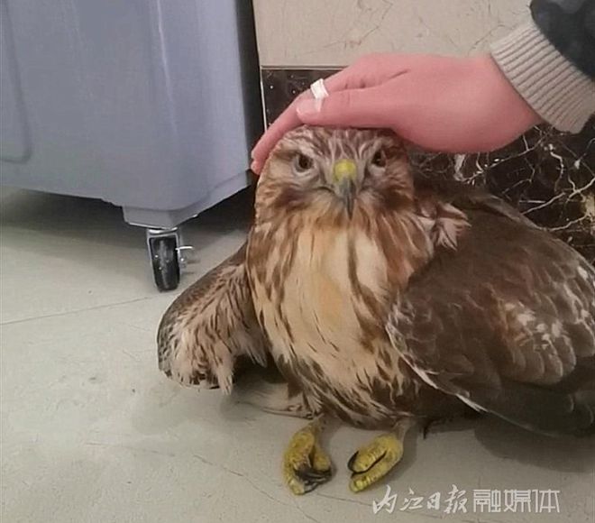 kuáng！飞到内江城区来了——-1.jpg