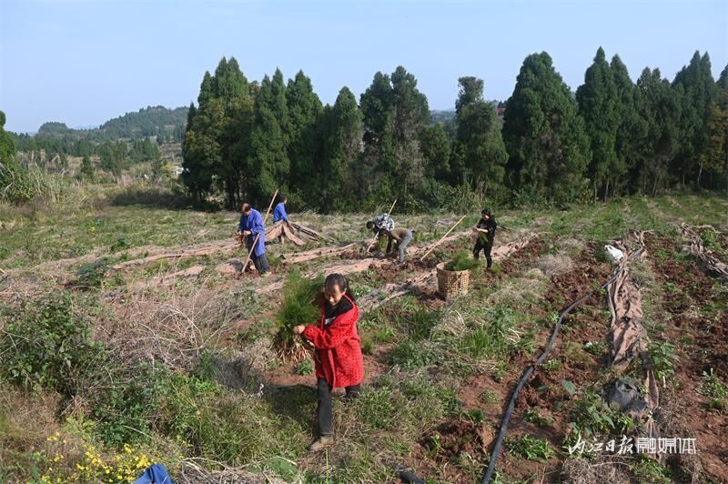 内江七星村：天冬采收忙-3.jpg