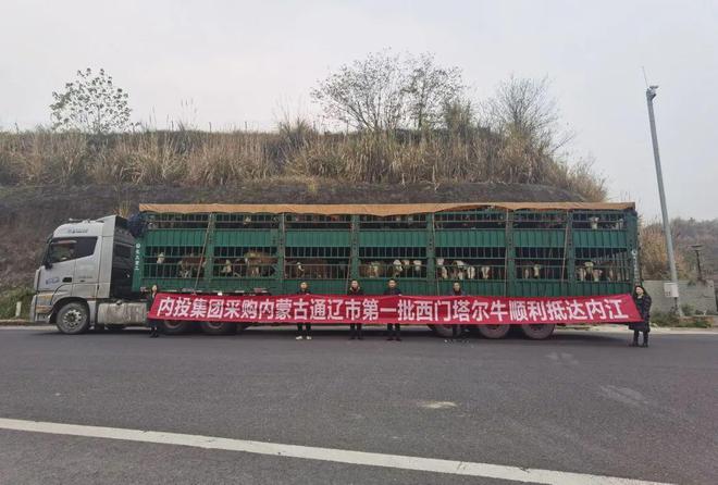 110头！内蒙古首批“西门塔尔牛”抵达内江养殖基地-1.jpg