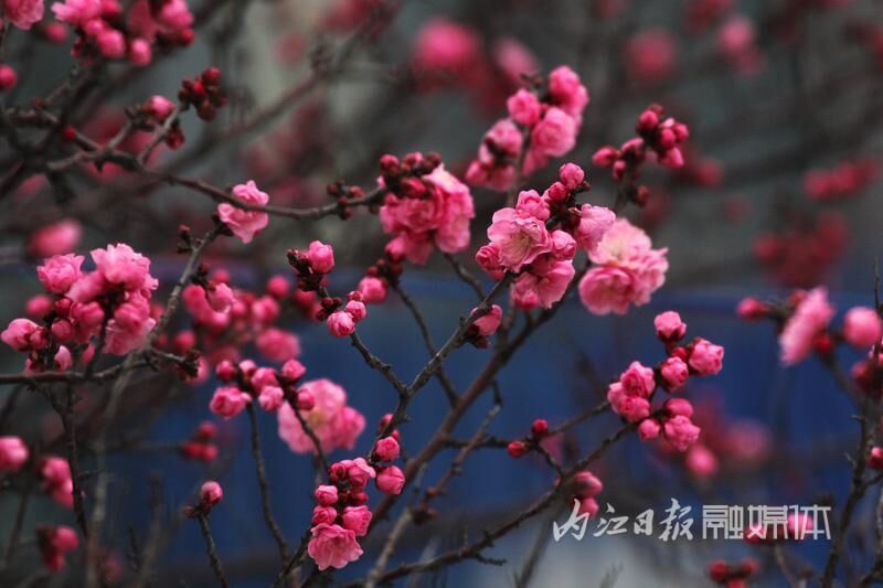 内江东桐路“美人梅”开放迎新春-2.jpg