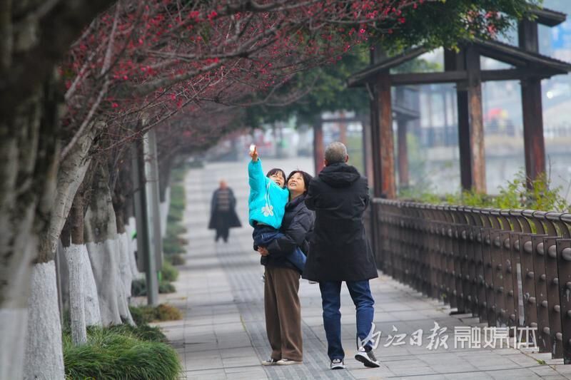 内江东桐路“美人梅”开放迎新春-5.jpg