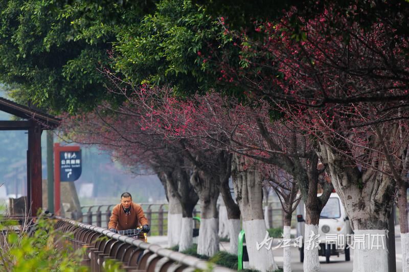 内江东桐路“美人梅”开放迎新春-4.jpg