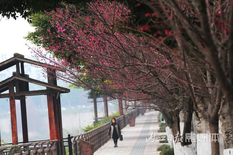 内江东桐路“美人梅”开放迎新春-3.jpg