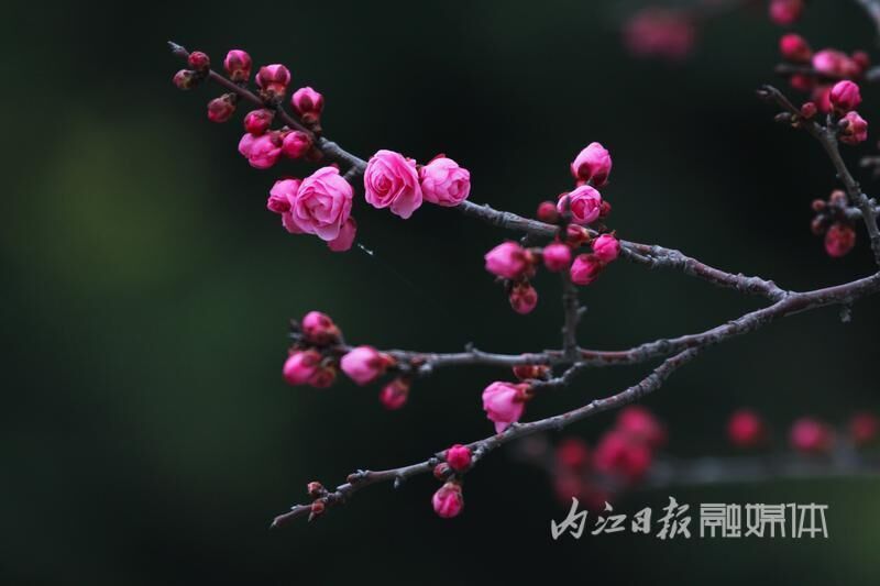 内江东桐路“美人梅”开放迎新春-6.jpg