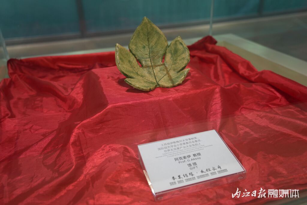 小“叶片”，大缘分！威远无花果与世界这样结缘-1.jpg