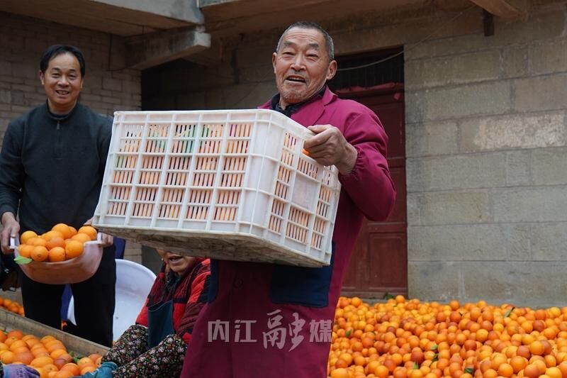 资中血橙俏销东北-5.jpg