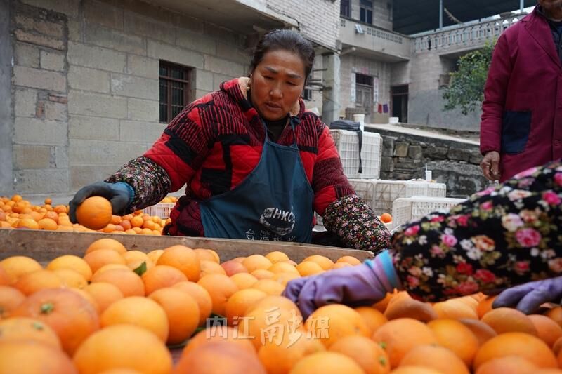 资中血橙俏销东北-3.jpg