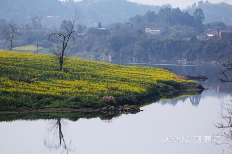 春景如画，内江油菜花海已“上线”-1.jpg