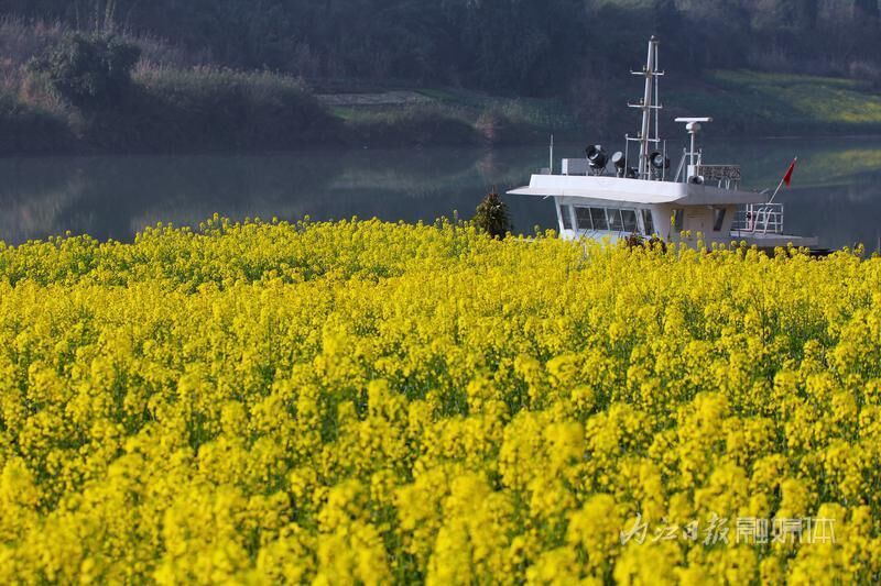 春景如画，内江油菜花海已“上线”-8.jpg