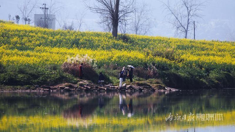春景如画，内江油菜花海已“上线”-7.jpg