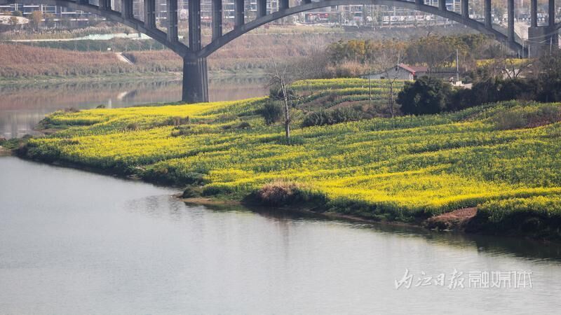 春景如画，内江油菜花海已“上线”-2.jpg