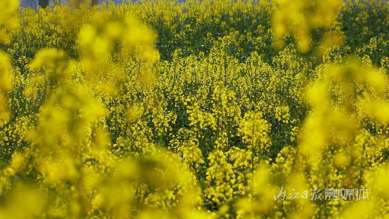 春景如画，内江油菜花海已“上线”-5.jpg