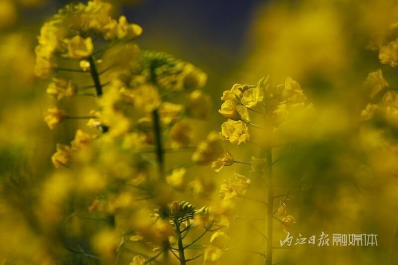 春景如画，内江油菜花海已“上线”-3.jpg