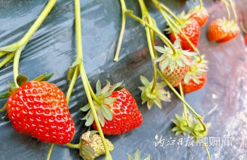 不负春光，到东兴区这条线享受“莓”好时光-2.jpg