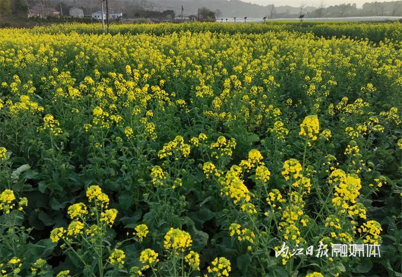 花海来袭！内江七家滩油菜花盛开-2.jpg
