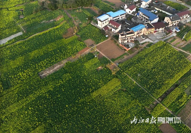 花海来袭！内江七家滩油菜花盛开-3.jpg