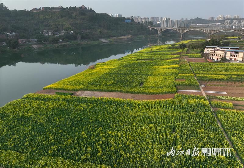 花海来袭！内江七家滩油菜花盛开-1.jpg