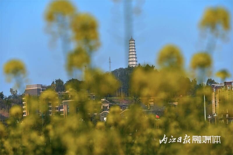 花海来袭！内江七家滩油菜花盛开-4.jpg
