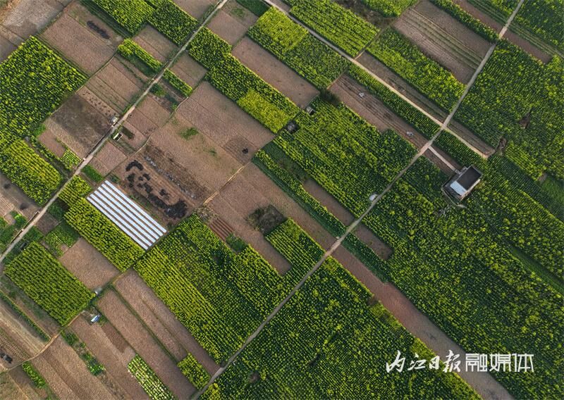 花海来袭！内江七家滩油菜花盛开-5.jpg
